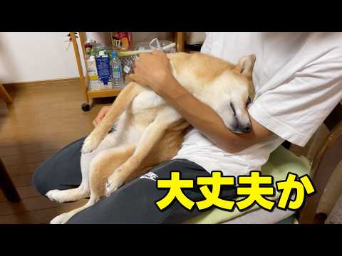 大丈夫か小夏ー！最近抱っこすると脱力がひどいんです サムネイル