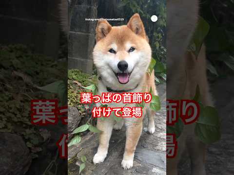 トコトコ歩いてくる柴犬に癒される　　柴犬　犬　かわいい かわいい犬 癒し サムネイル