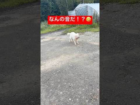 豆きち、鈴の音にビビって全力疾走🤣