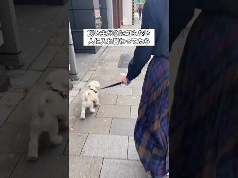 散歩中にこっそり飼い主から友人にリードを渡して入れ替わったら ペキチワ ペキニーズ チワワ 散歩 サムネイル