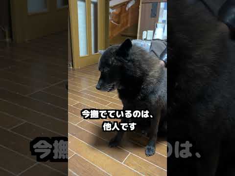 甲斐犬って、本当は・・・　#日本犬 #甲斐犬 #癒し サムネイル
