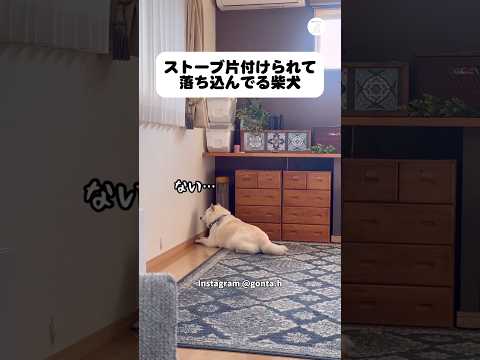 ストーブ片付けられて落ち込む柴犬　　柴犬　犬　かわいい犬 犬のいる暮らし 面白い サムネイル