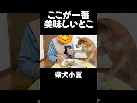 飼い主のつまみ食いを止めたい サムネイル