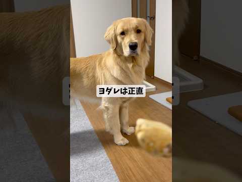 考えるgoldenretriever ゴールデンレトリバー サムネイル