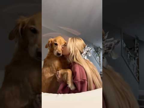 coming home to my golden retriever🥵 goldenretreiver dog ind…