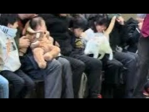 タルトくんのお膝サンポ🐾　本日2025年キャッツ納め！なかなか見れない猫によるショー ザ・キャッツ　那須どうぶつ王国に… サムネイル