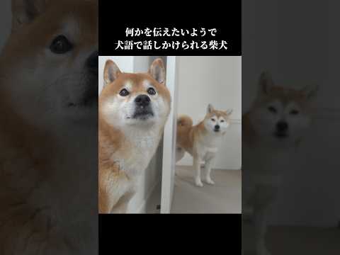 実家の柴犬に犬語で話しかけられて… shibainu 可愛い 犬のいる暮らし サムネイル
