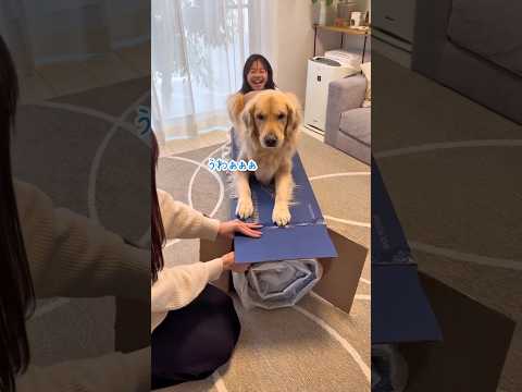 でっかい幸せ届いたPR BLUEBOX BLUEBOXマットレス ブルーボックスブルーボックスマットレス 大型犬のいる… サムネイル