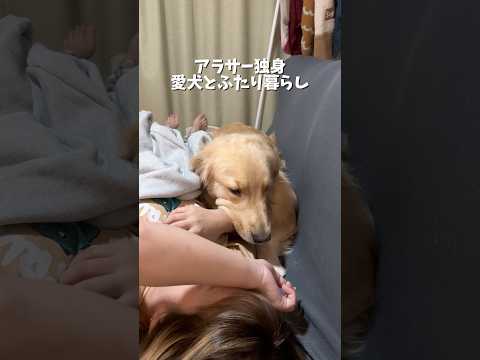 最近は雨ばっかりなのでソファーでうたた寝(´-﹃-`)Zz…ゴールデンレトリバー犬とふたり暮らし