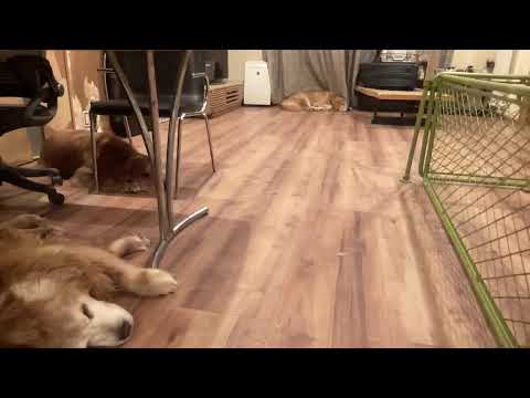 １月１日元旦ライブ サムネイル