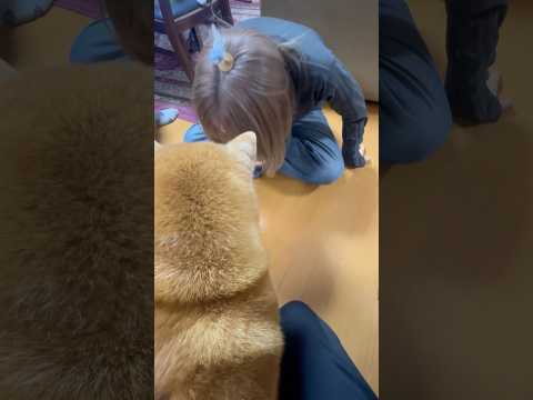 柴犬福 小鳥を生やした姉にブチギレ柴犬🤣Sis and Shiba🤣姉と柴 shorts 柴犬 japanesedog… サムネイル