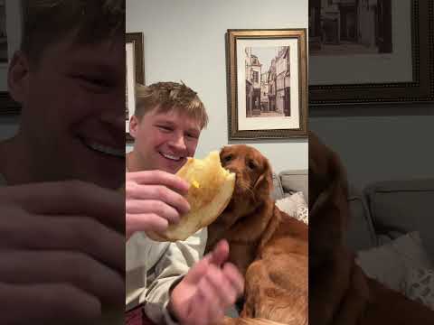 What would your dog do? サムネイル