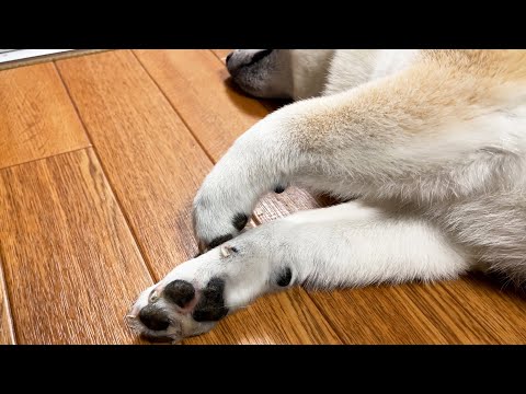 今、柴犬界で急速に需要が高まっているサービス（仮想） サムネイル