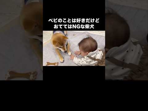 ベビのことが好きで近寄るものの手を触られてブチ切れてしまう柴犬 柴犬 柴犬のいる暮らし 赤ちゃん 赤ちゃんと犬