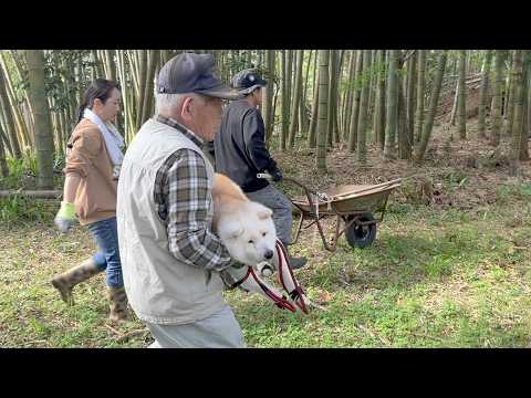 タケノコ堀りアベンジャーズの総指揮官として参加する柴犬 サムネイル