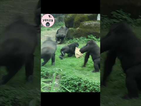 Funny gorilla 🤣 gorillatag taipeizoo 金剛猩猩 台北市立動物園 shorts