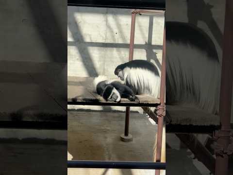 shorts アビシニアコロブス毛繕い❣️ 王子動物園　2025年12月27日