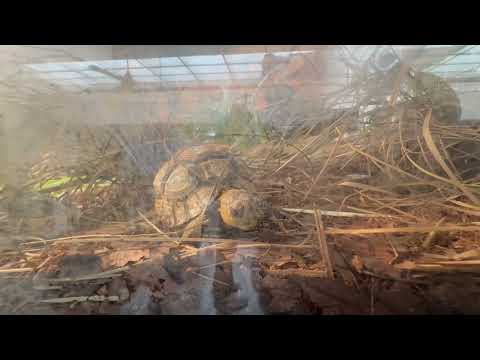 ヘサリクガメのこども　野毛山動物園にて　2025年12月6日
