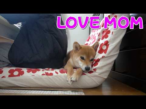 【LOVE MOM】狭くてもお母さんにくっついていたい柴犬小夏　メリケンパークの桜はまだ サムネイル