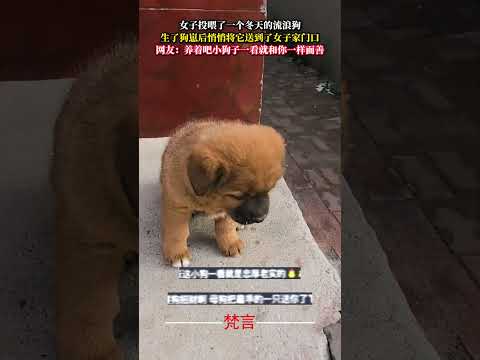女子投餵了一個冬天的流浪狗 生了狗崽後悄悄將它送到了女子家門口 善良 暖心 狗狗 kindness heartwarm… サムネイル