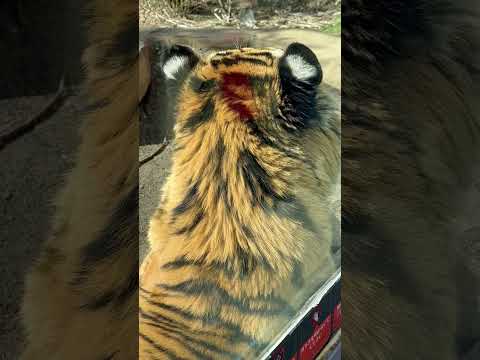 shorts 令くんの綺麗な縞模様　アムールトラ🐯　那須どうぶつ王国　2026年3月1日 サムネイル