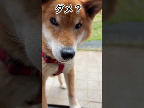 ’26.3.31 力丸VS雨雲レーダー？ 柴犬 shibainu 柴犬のいる暮らし 柴犬の日常 雨の日 力丸 サムネイル