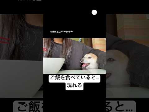 圧がすごい…ご飯中に現れる柴犬　柴犬　犬　犬のいる暮らし 面白い　かわいい犬 サムネイル