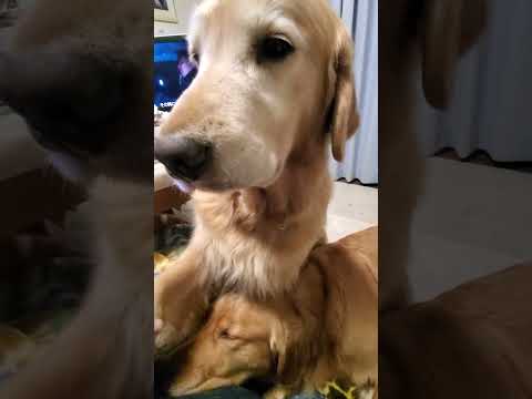 今日のキビッチャン 子猫とゴールデンレトリバー ビスとイロハ cat goldenretriever ゴールデンレトリ… サムネイル