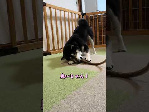鹿つのにビビる 柴犬