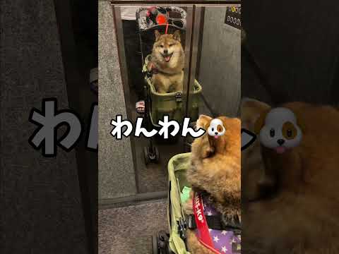 柴犬の飼い主が小さな子に言われた衝撃の一言 サムネイル