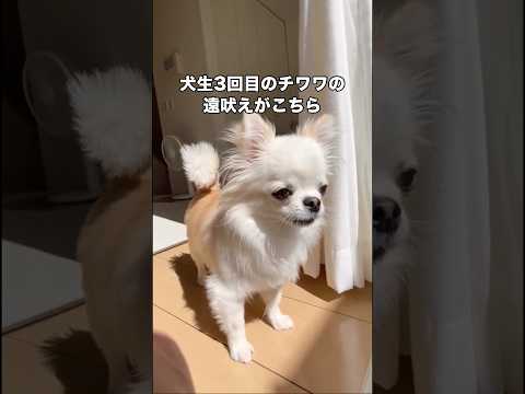 犬生3回目の遠吠えだけど、遠吠えといえるかなこれ･･･ ロングコートチワワ チワワ 小型犬 shorts
