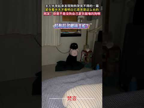 主人半夜起來發現狗狗哭笑不得的一幕 緊張看半天才看懂它原來是這麼長的狗狗 拉布拉多 意外 有趣 萬萬沒想到 dog a… サムネイル
