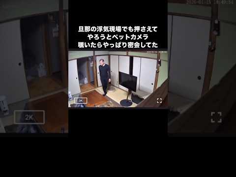 ペットカメラの録画見たら旦那が浮気してるのがバッチリ写ってた。 猫 元野良猫 浮気 shorts