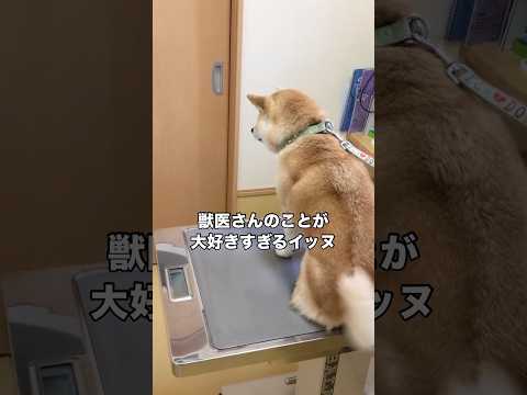 獣医さんのことが好きすぎて診察室で待ちきれないイッヌ 柴犬 柴犬のいる暮らし 赤柴 日本犬 サムネイル