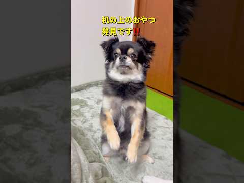食後のお楽しみ🐶🐶柴犬 チワワ shorts サムネイル