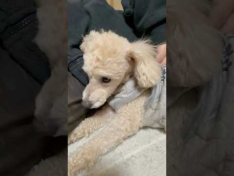 shorts 眠くなった❣️タローちゃん　トイプードル　2026年2月2日 サムネイル