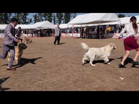 2026/2/28三重県クラブ連合会展 ゴールデンレトリバー 浜名湖渚園 牝ﾍﾞﾃﾗﾝビス、牡ﾁｬﾝﾋﾟｵﾝシェルビー… サムネイル