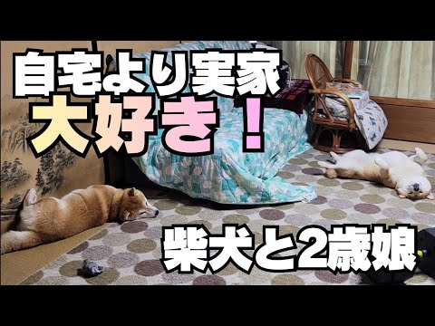 年に１度しか帰宅しない実家なのに…くつろぎ方が慣れすぎな柴犬たち