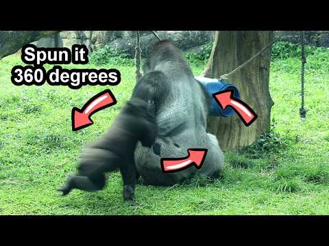 Gorilla Ringo held D'jeeco's hand and spun it 360 degrees金剛…