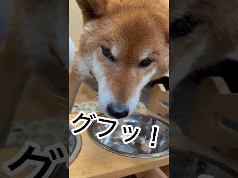 ’26.4.7 力丸は食欲旺盛！ 柴犬 shibainu 柴犬のいる暮らし 柴犬の日常 食べる犬 力丸 サムネイル