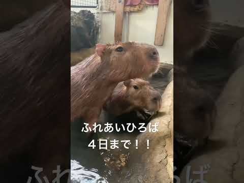 おやつをおねだりするカピバラ達♫shorts カピバラ capybara サムネイル