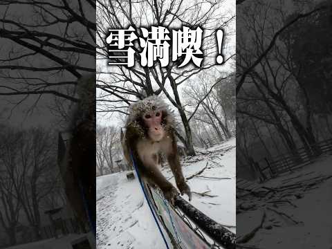 雪の日にはしゃぐお猿さんの行動が面白すぎたので撮影しました サムネイル