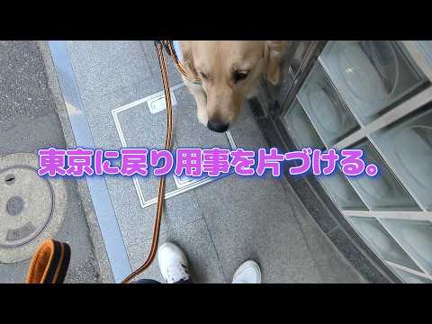 東京の用事を片づけます。ゴールデンレトリバーティト サムネイル