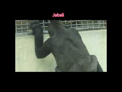 green hand VS veterans.gorilla D'jeeco dad & Tayari mom & s… サムネイル