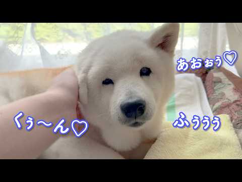久しぶりに最高の甘え声でGW明けの憂鬱な気持ちを吹き飛ばしてくれる可愛い柴犬 サムネイル