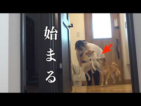 実家の柴犬の登場でママが大変なことになりました サムネイル