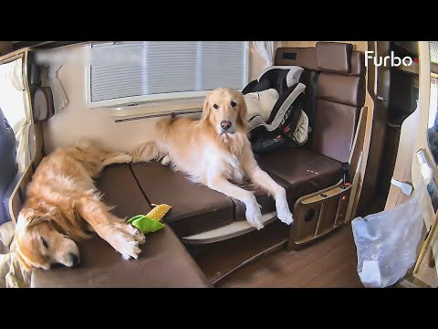 車にペットカメラ設置したら可愛い事実が発覚しましたww【Furbo】 サムネイル