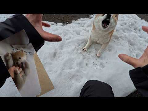 大きくなってもモモはモモ サムネイル