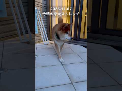 今朝の柴犬ストレッチdog doggie shibainu 柴犬 healing stretch yoga routi… サムネイル