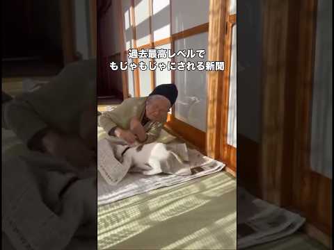 縁側でおばあちゃんが新聞読んでたら過去最高レベルの新聞もじゃもじゃ事件が発生 子猫 三毛猫 おばあちゃん shorts